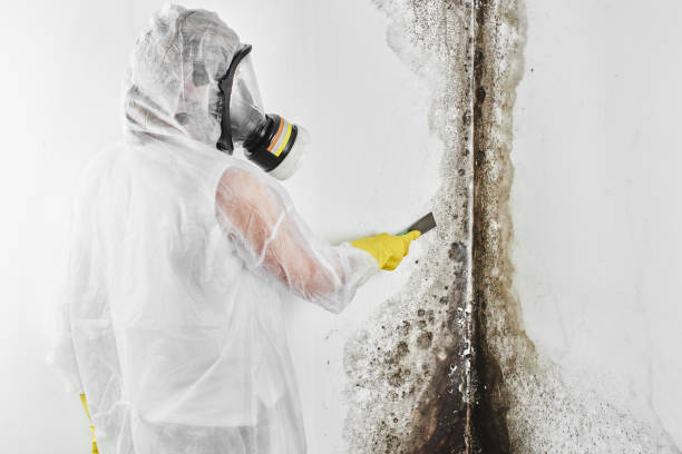 Crawl Space Mold Removal in North Catasauqua, PA