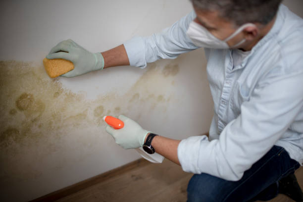 Best Office Mold Removal Services  in North Catasauqua, PA