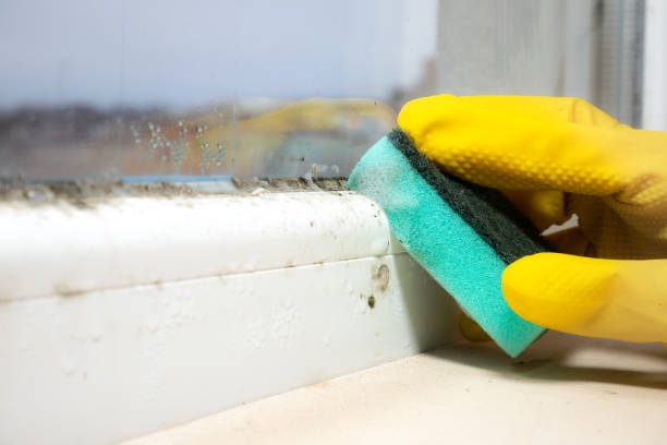 Best Residential Mold Removal  in North Catasauqua, PA