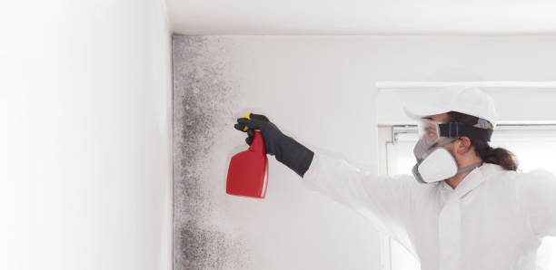 Mold Removal and Inspection in North Catasauqua, PA