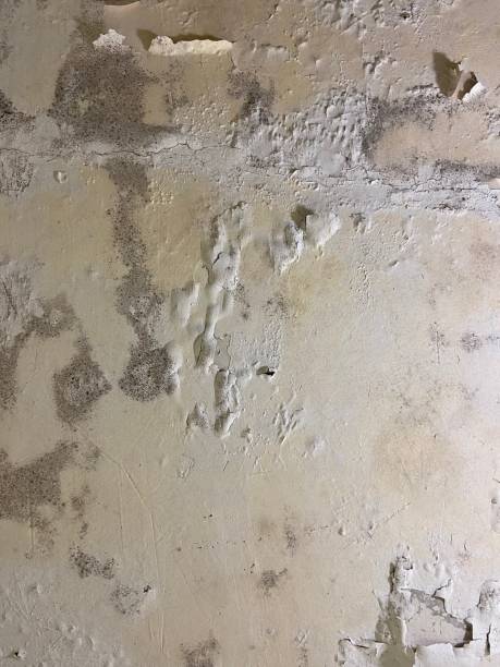 Best Fast Mold Removal  in North Catasauqua, PA