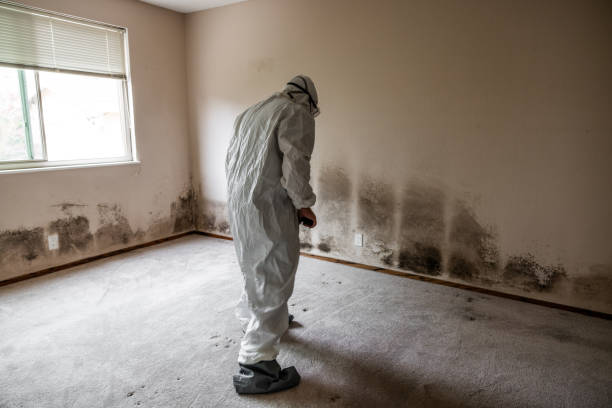 Mold Removal Process in North Catasauqua, PA