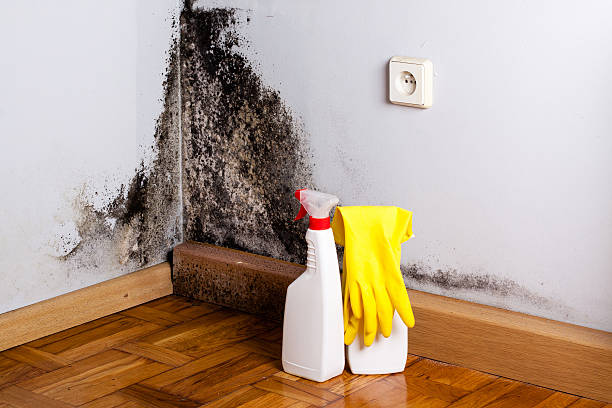 Home Mold Removal in North Catasauqua, PA