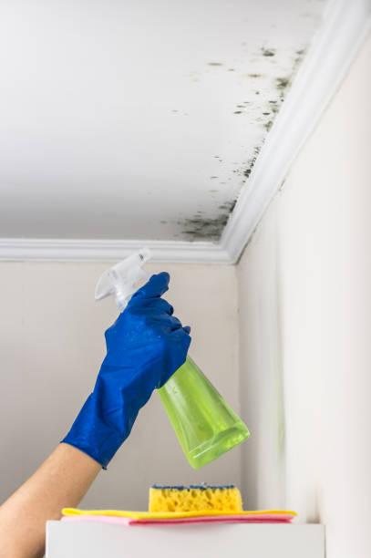 Best Professional Mold Removal  in North Catasauqua, PA